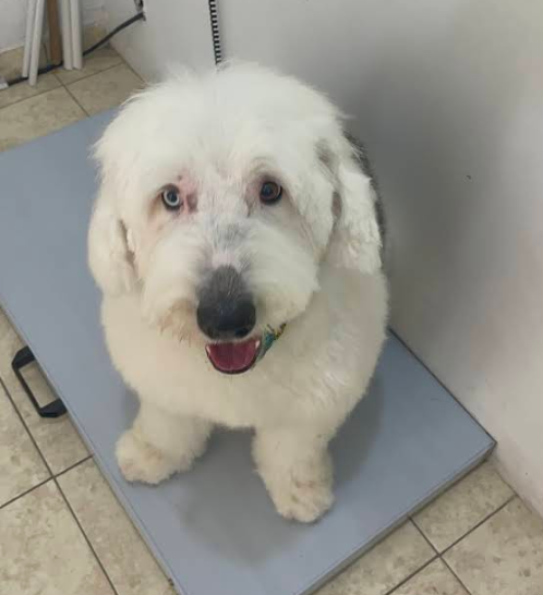 Perrito blanco durante su atención en CanCan Veterinaria