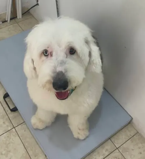 Perrito blanco durante su atención en CanCan Veterinaria