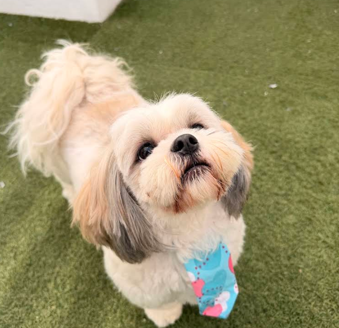 Perrito atendido y cuidado en CanCan Veterinaria